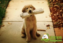 帮狗狗改掉恶习