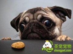 日常生活中宠主们应该注意的事项