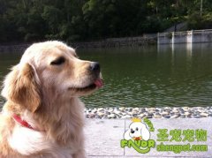 如何增进与狗狗的感情