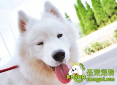 狗狗消化道疾病之结肠炎