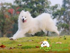 狗狗消化道疾病之肠梗阻的治疗方法