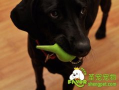 狗狗消化道疾病之腹膜炎病因及治疗方法