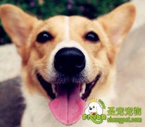 犬疱疹病毒感染症的治疗方法