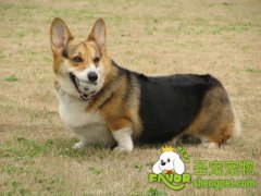 莱姆病的病症及治疗方法