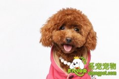 狗狗角膜营养不良的原因