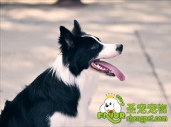 对付狗狗口臭的方法