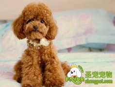 狗狗患多泪症的症状