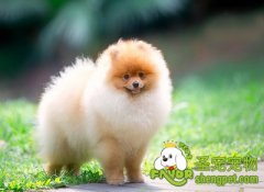 训练博美犬的方法