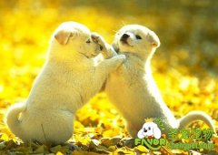 如何正确的把两只打架的狗分开