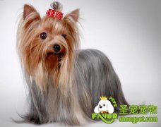 约克夏易患疾病之侏儒病