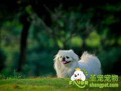 北京犬易患疾病之肥胖症