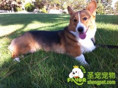 柯基易患疾病之退行性骨关节病