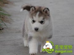 哈士奇易患疾病之胰脏炎