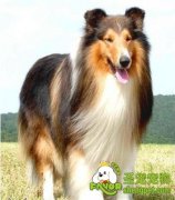 怎样饲养柯利牧羊犬