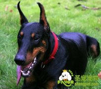 杜宾犬易患疾病之毛色变淡性脱毛症