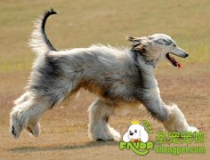 训练阿富汗犬的注意事项