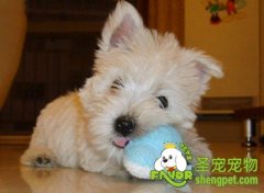 西高地犬易患疾病之股骨头缺血性坏死（软骨病）