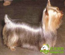 如何饲养丝毛犬