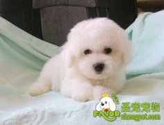 给比熊犬美容注意事项