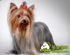 约克夏美容适用工具及注意事项