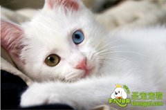 防止被猫抓伤、咬伤的方法