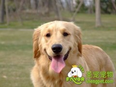 金毛犬日常喂养注意事项