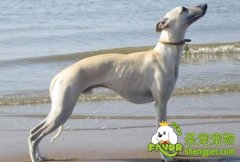 如何饲养惠比特犬