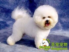 卷毛比熊犬的饲养方法
