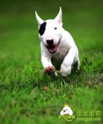 饲养牛头梗犬前需要准备什么