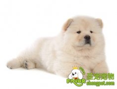 松狮犬标准及美容特点