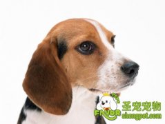 狗狗拒食的原因