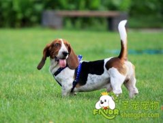 巴吉度犬适用浴液及美容方法