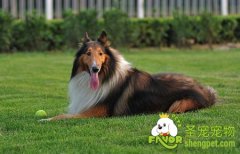 苏格兰牧羊犬的饲养方法