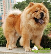 松狮犬的饲养管理方法