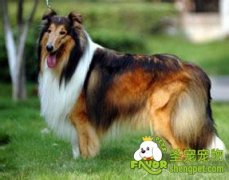 饲养苏牧前所需要的准备