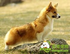 威尔斯柯基犬的饲养方法