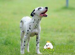 大麦町易患疾病之小丘疹的治疗方法