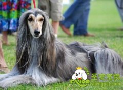 阿富汗犬胃动力障碍的治疗方法