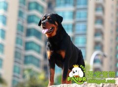 罗威纳患脑积水的症状及预防方法