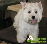 西高地犬美容洗澡操作方法