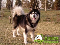 阿拉斯加犬的训导特点
