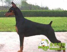 适合杜宾犬的玩具及零食