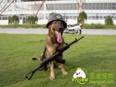 警犬的历史及培训