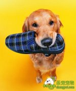 狗狗为什么会咬鞋