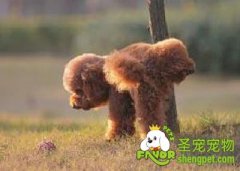 狗狗为什么要抬着推撒尿