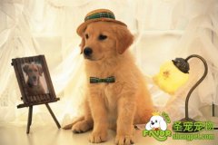 养宠物的好处有哪些