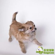 狗狗外科脓肿该如何治疗