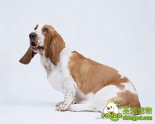 狗狗后躯瘫痪的诊断和治疗方法