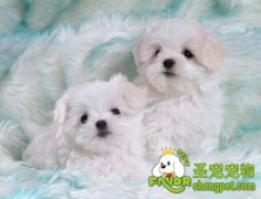 春期狗狗发情期的注意事项