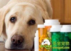 狗狗关节痛的原因及治疗方法